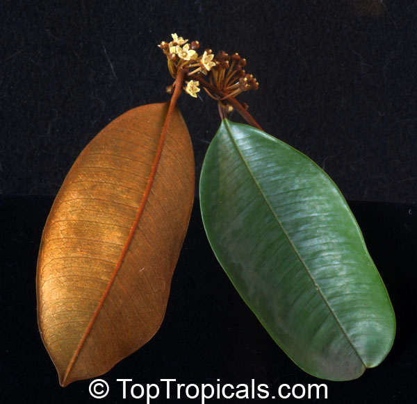 Chrysophyllum oliviforme